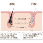 5日ぶりの仕事でも白髪の民を救う考え方！