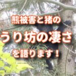 熊被害と猪のウリ坊の凄さを語る